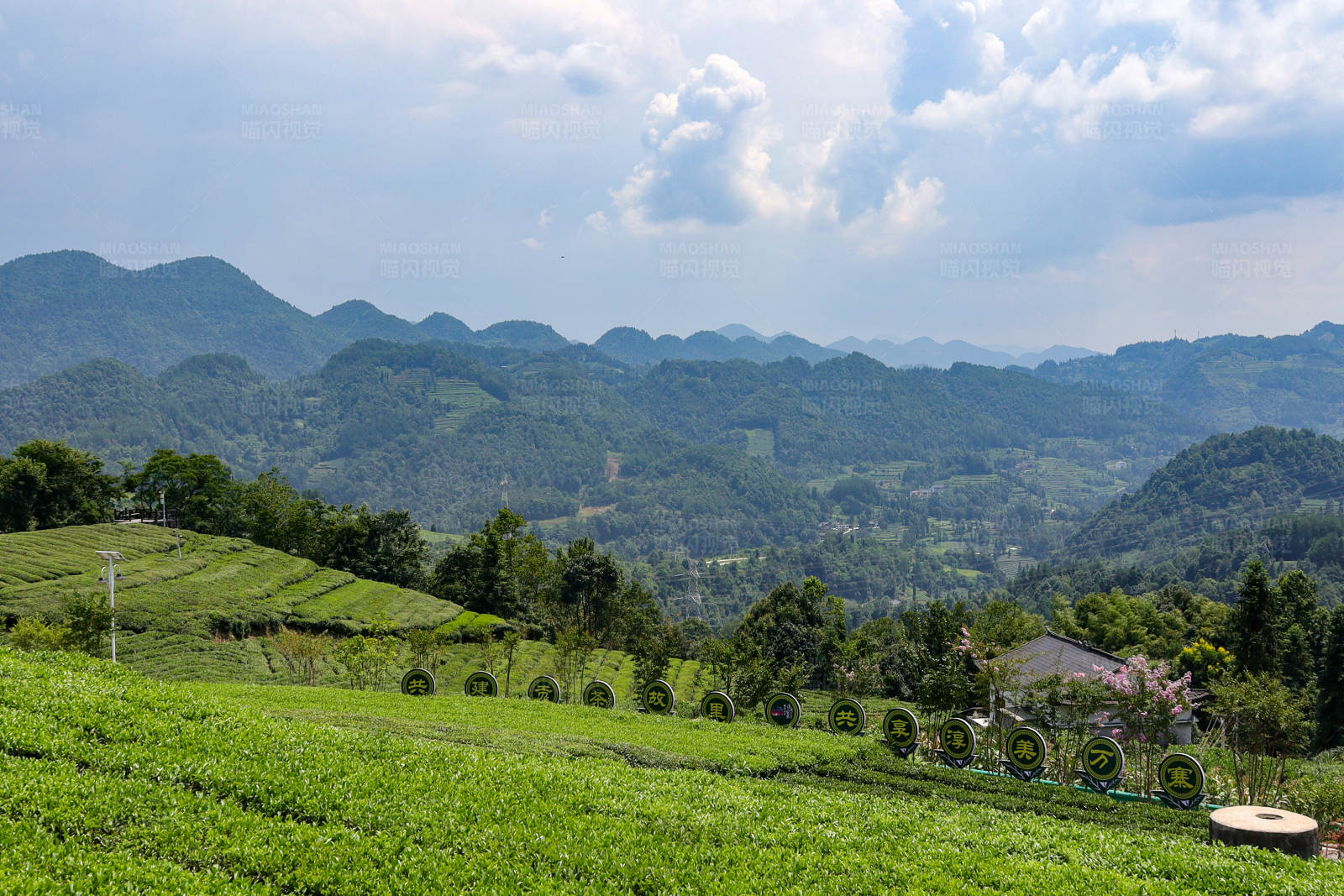恩施伍家台茶园图片