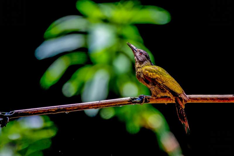 树枝上的灰头绿啄木鸟图片