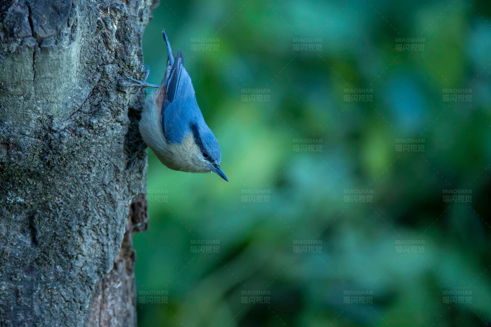 倒挂的栗臀鳾图片
