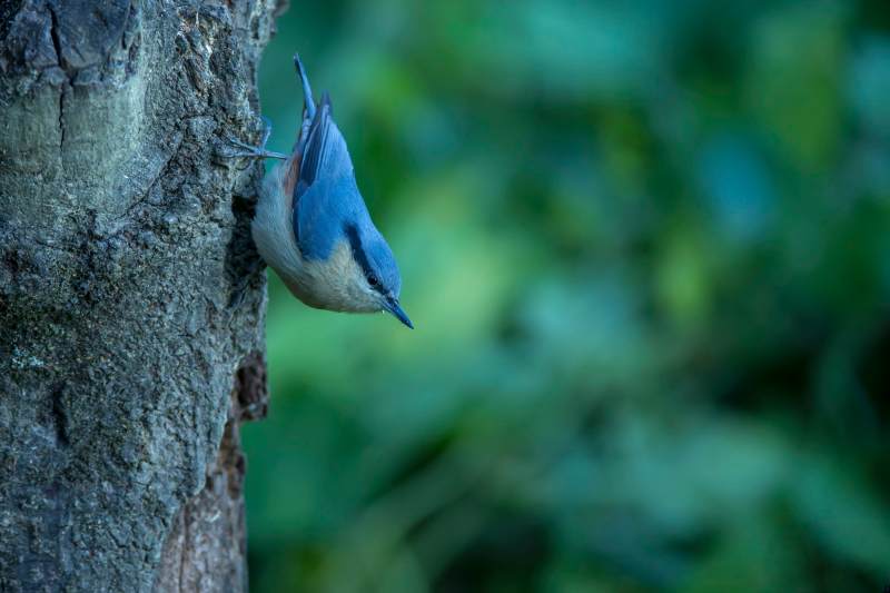 倒挂的栗臀鳾图片
