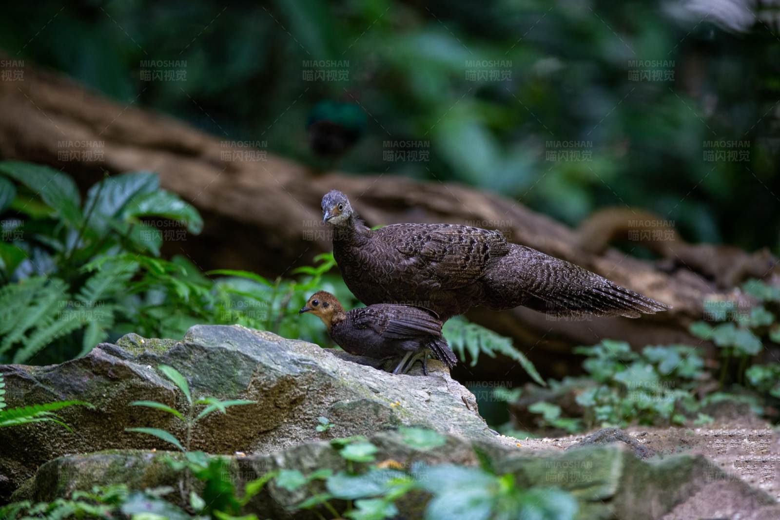 灰孔雀雉护犊一行图片