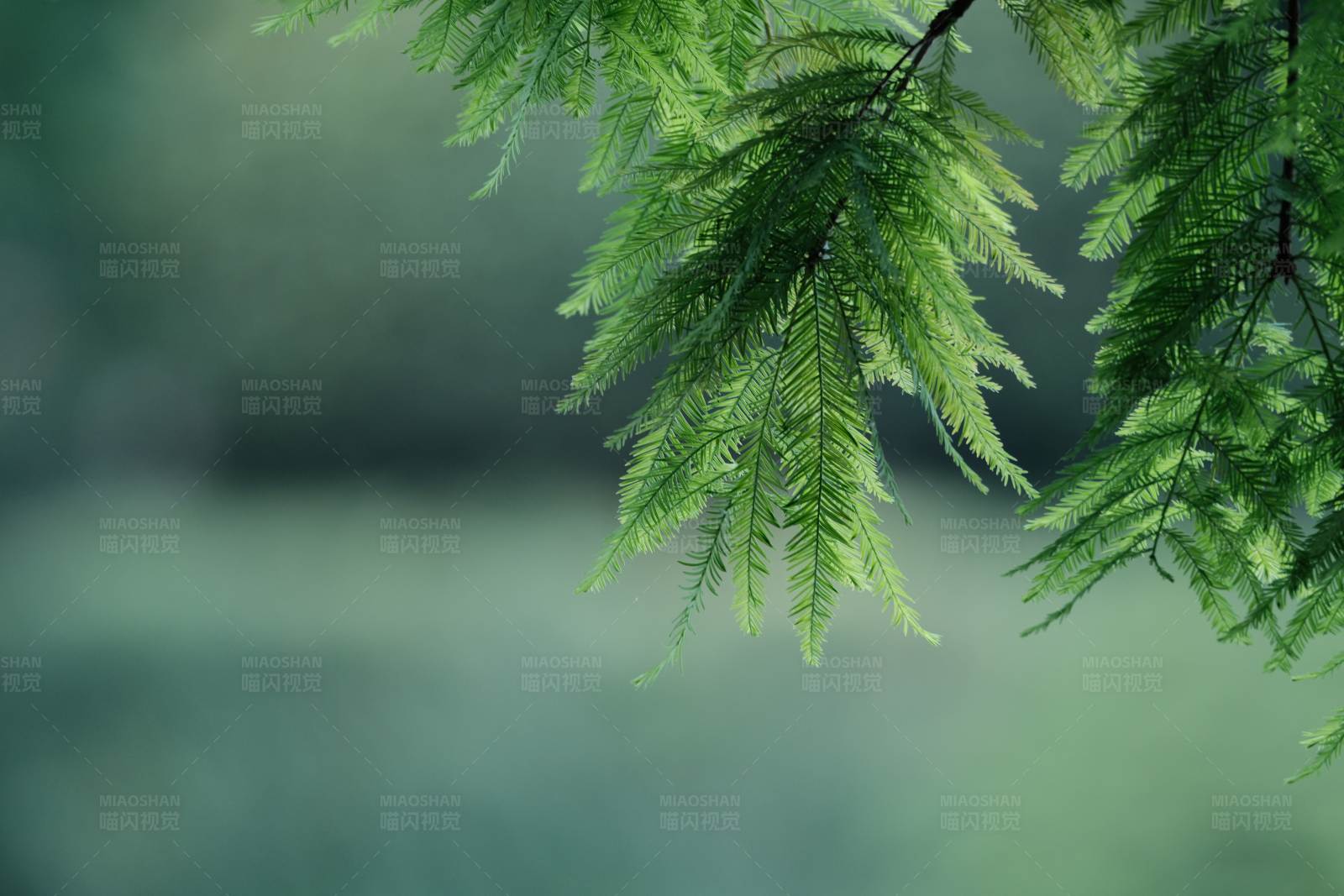 落羽杉特写图片