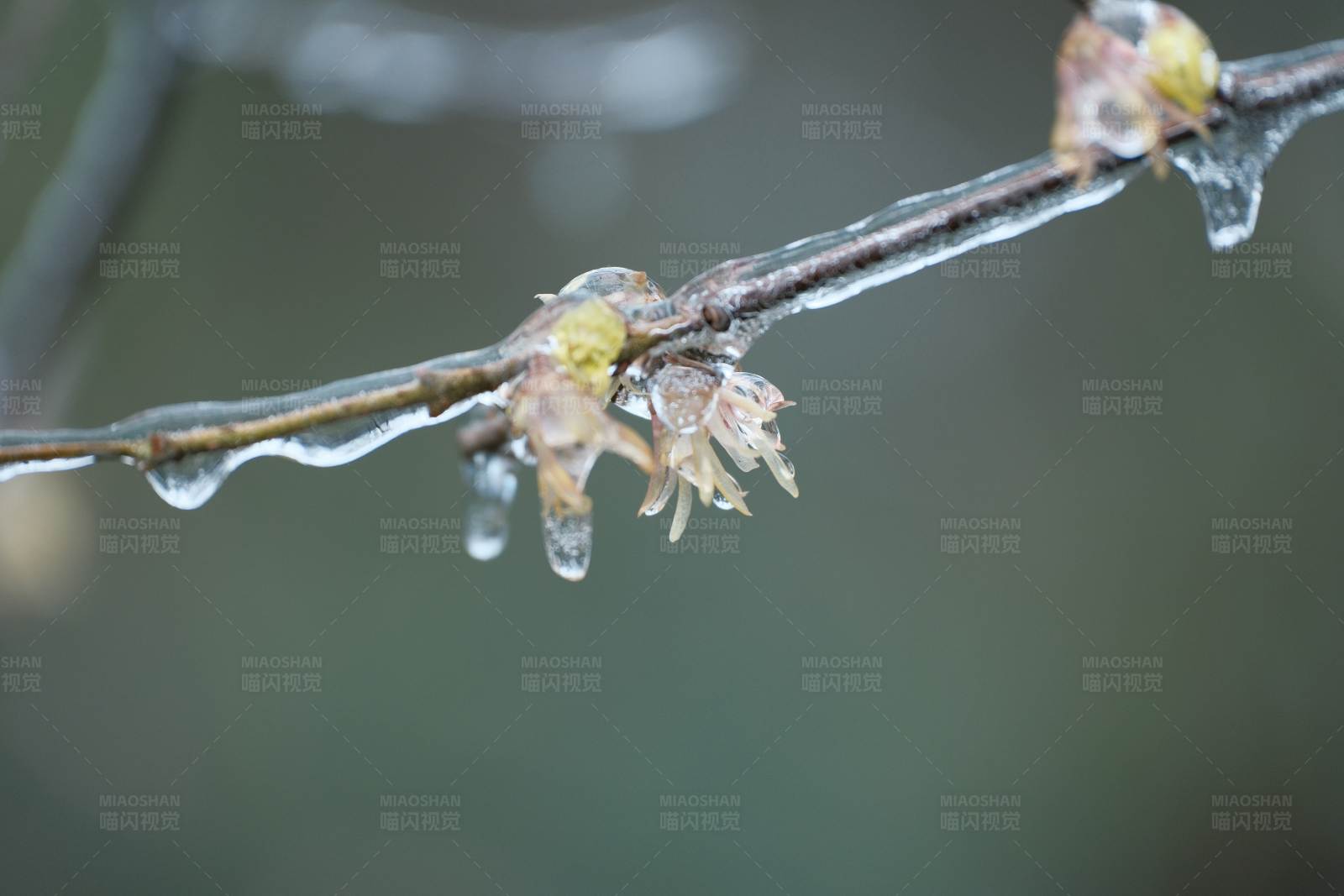 冰凌点缀的树枝图片