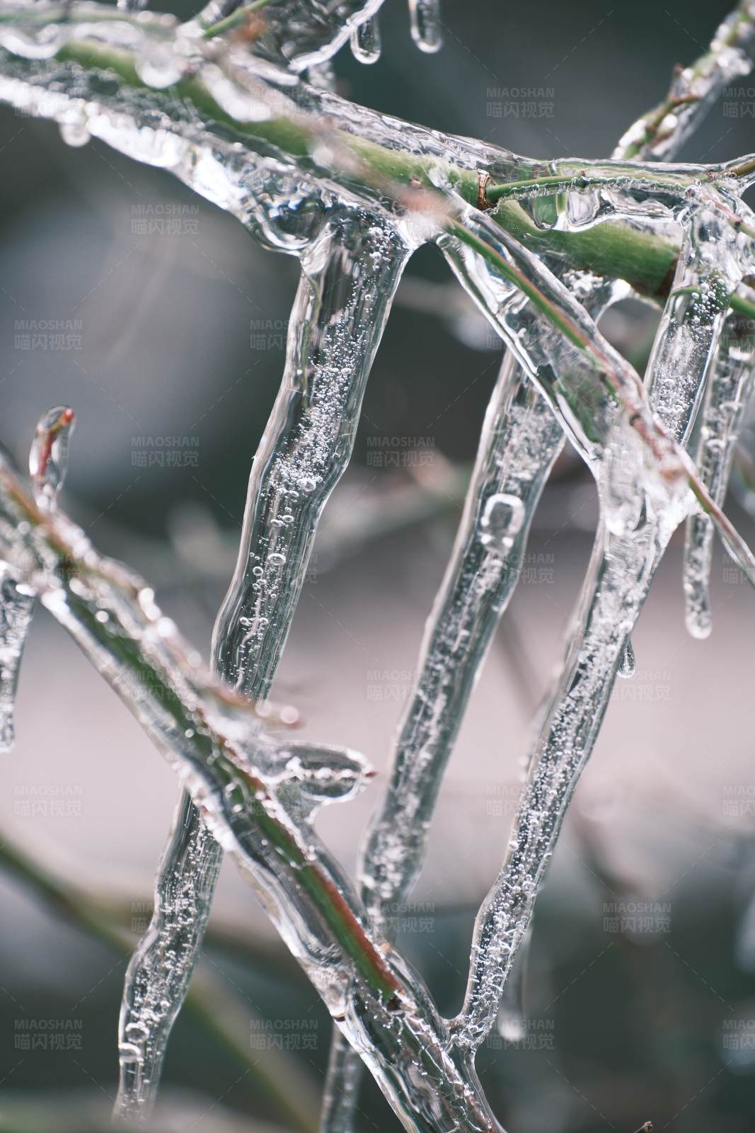冰封的树枝图片