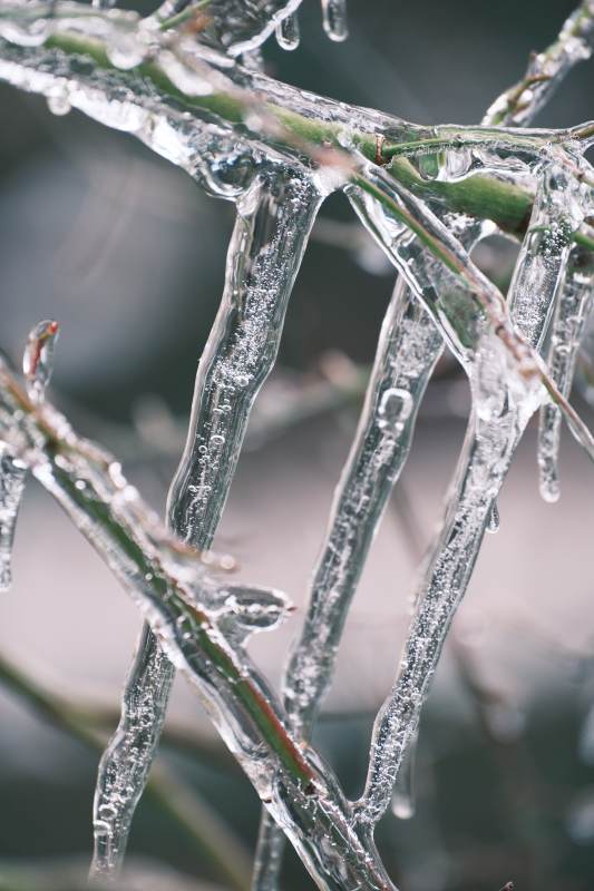 冰封的树枝图片