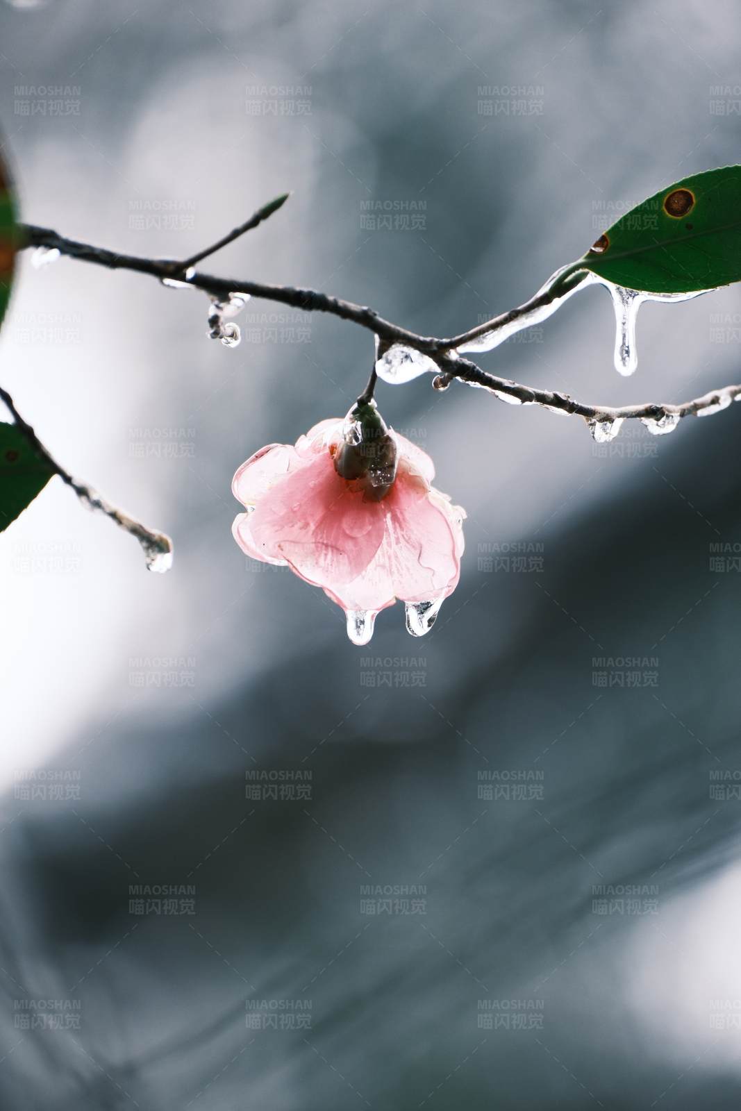 冬日冰凌中的花图片