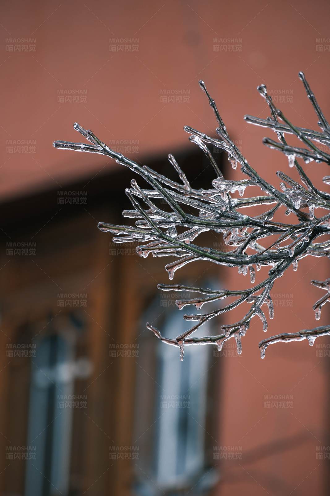冰封的树枝图片