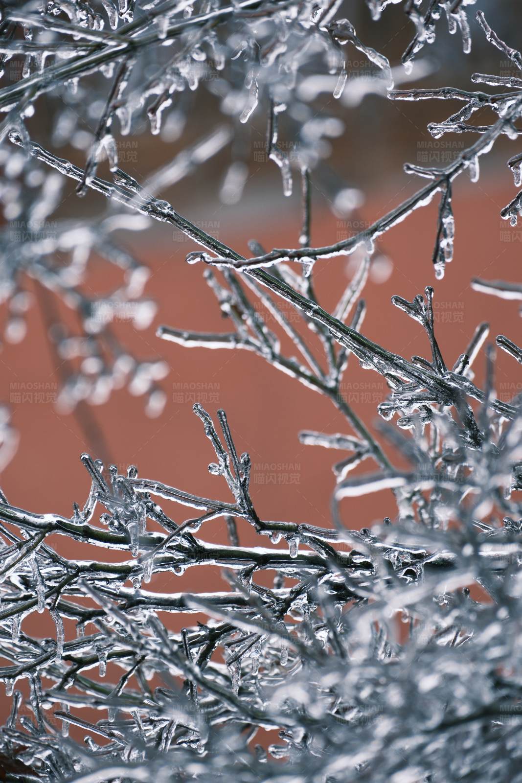 冰封树枝图片