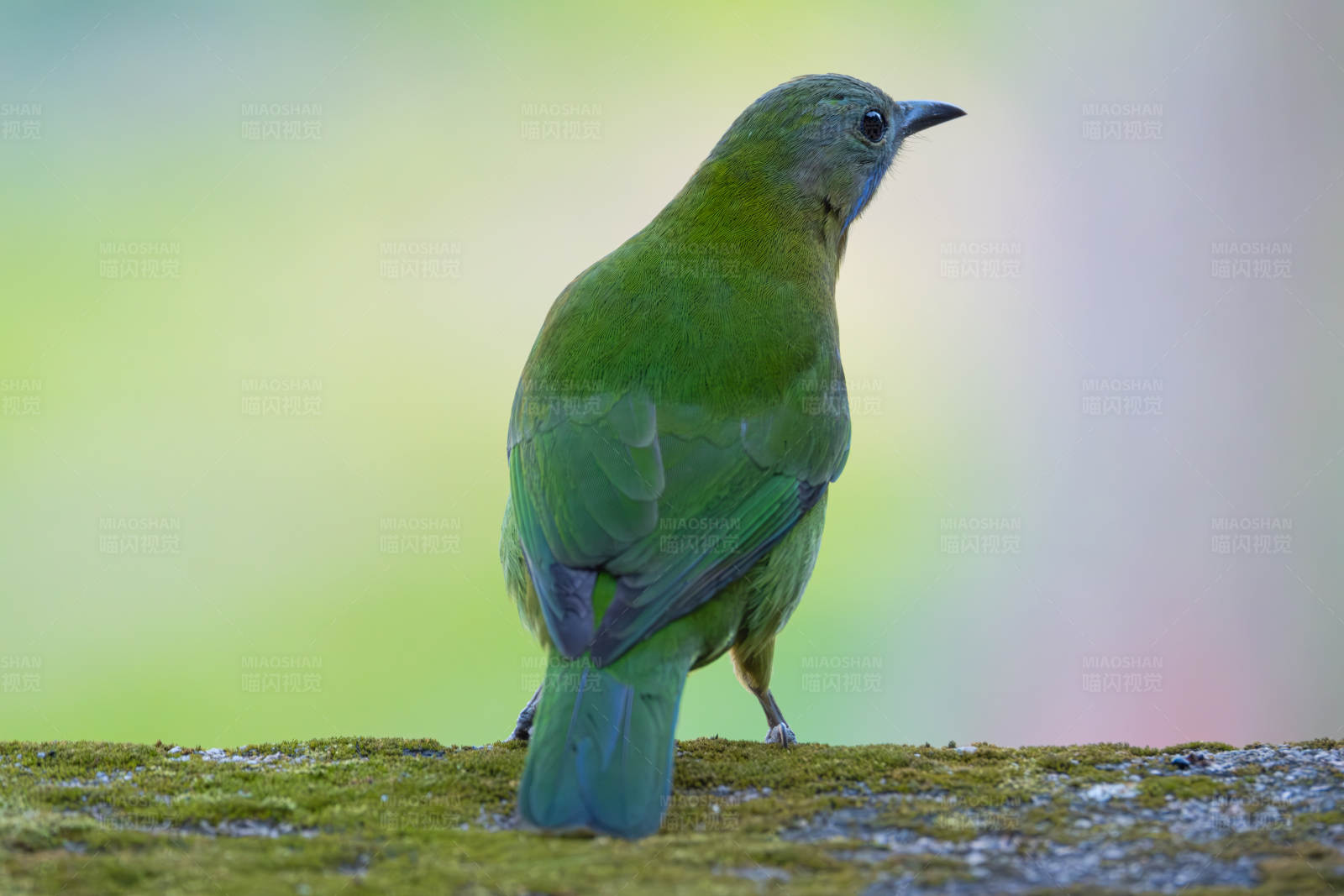 橙腹叶鹎栖息苔藓上图片