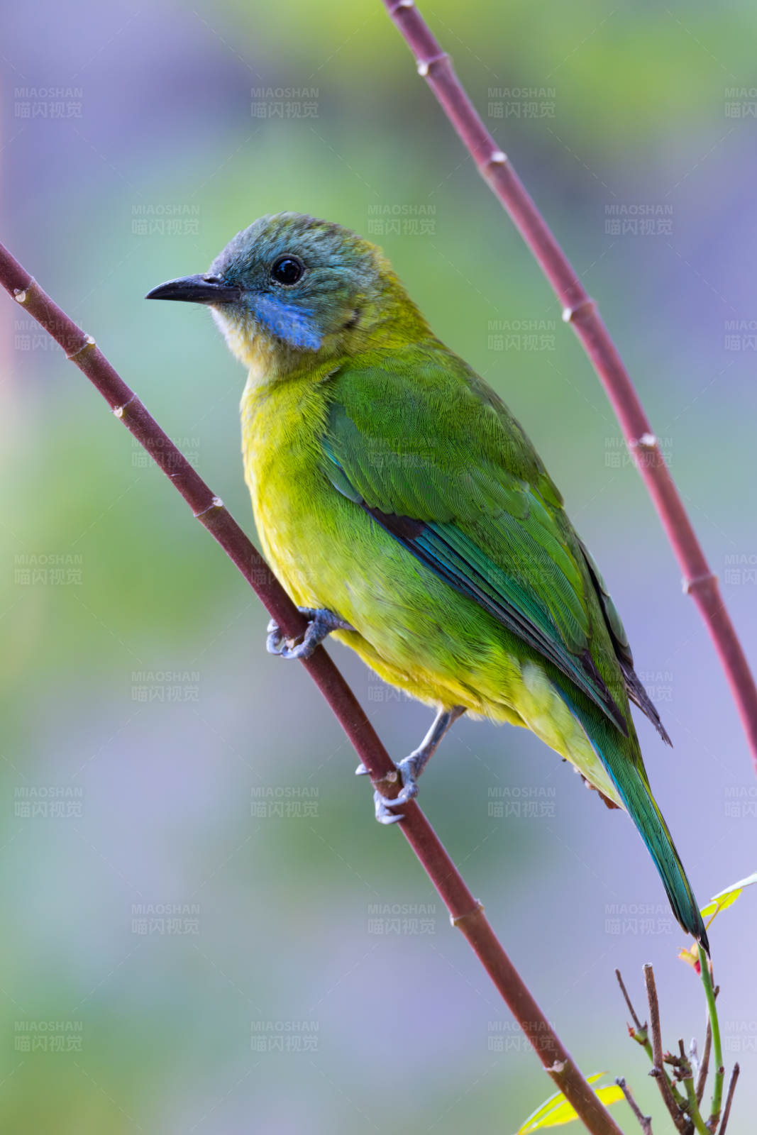 橙腹叶鹎栖枝头图片