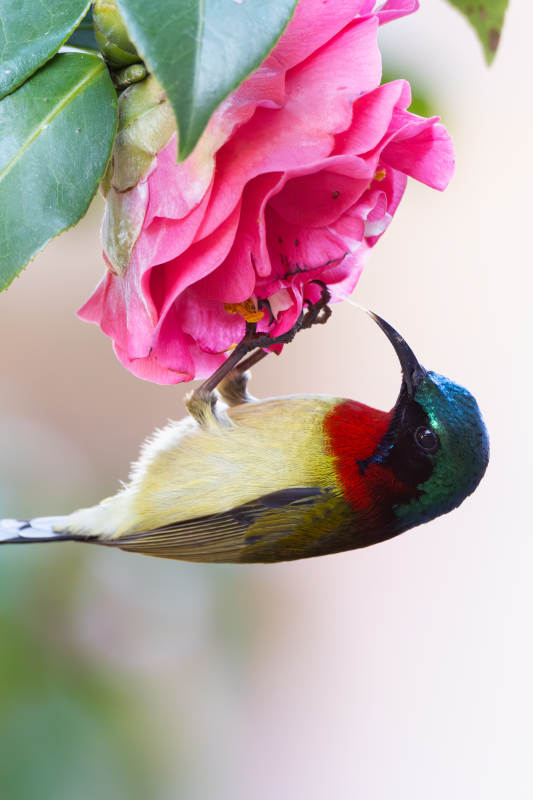 叉尾太阳鸟图片