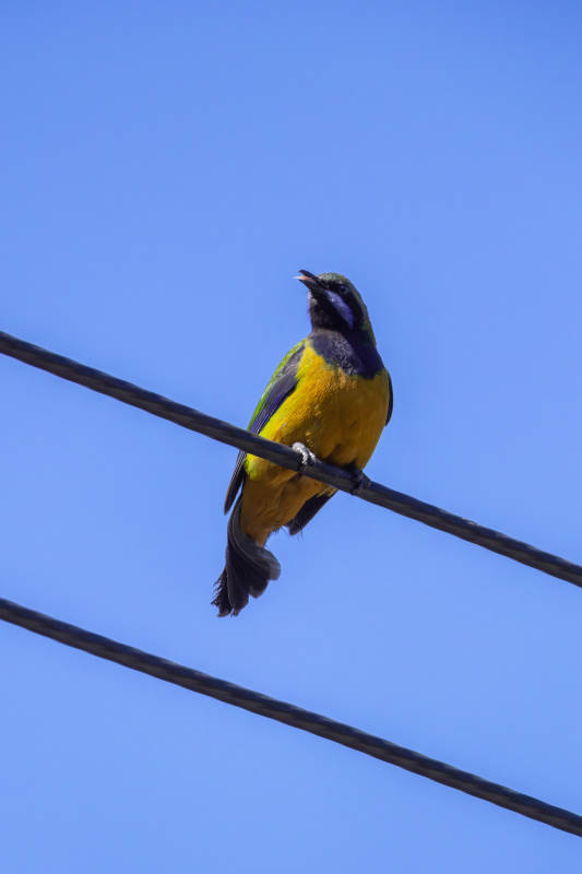 橙腹叶鹎雄鸟图片