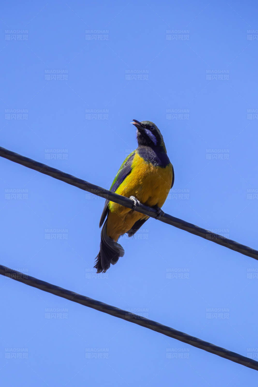 橙腹叶鹎雄鸟图片