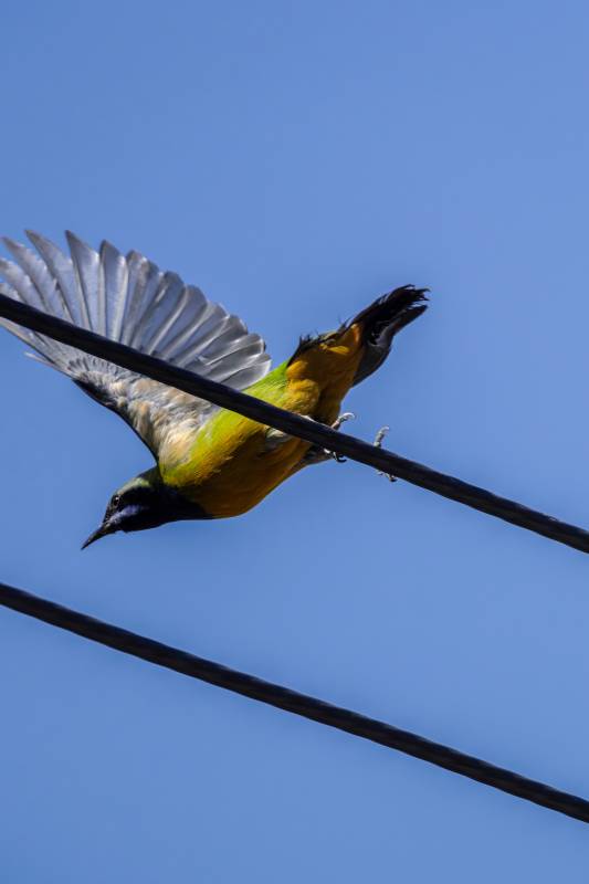 橙腹叶鹎雄鸟图片