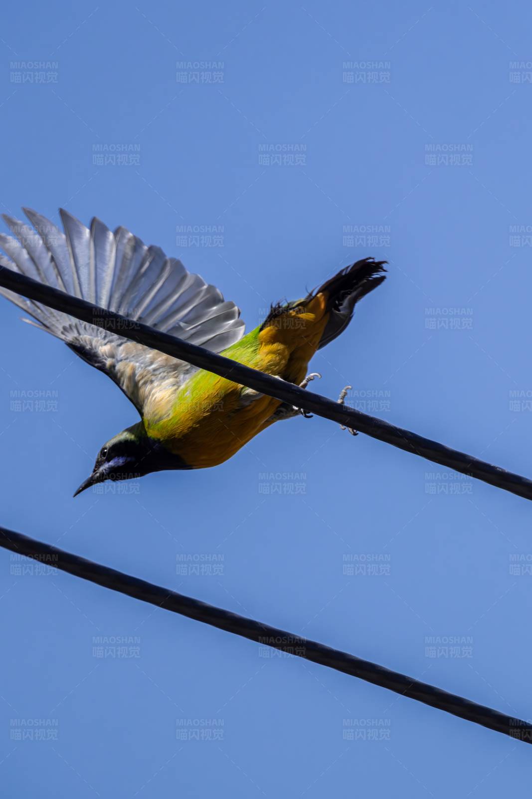 橙腹叶鹎雄鸟图片