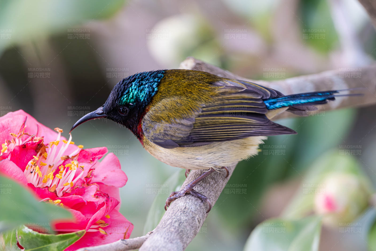 叉尾太阳鸟图片