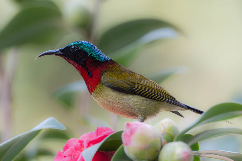 彩虹喉蜂鸟栖息花间图片