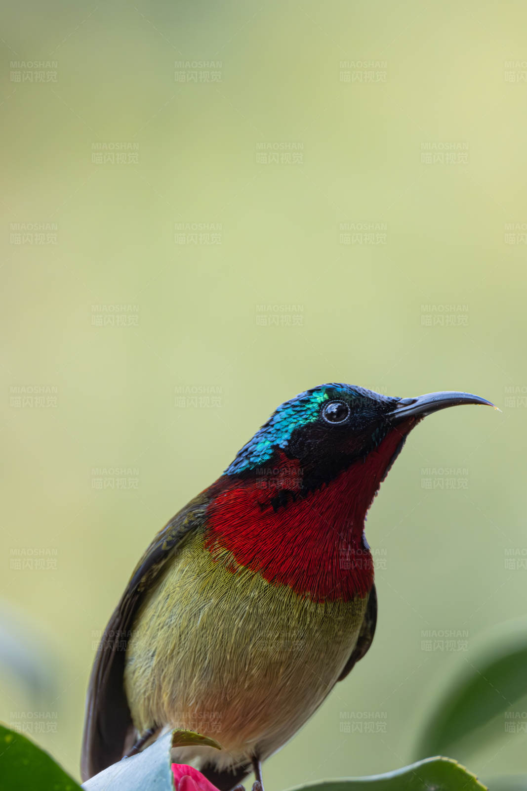 彩虹喉蜂鸟图片