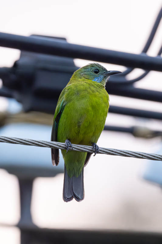 橙腹叶鹎雌鸟图片