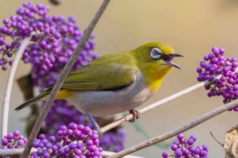 绣眼鸟紫果图片