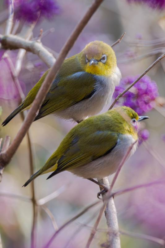 绣眼鸟栖息在花枝上图片