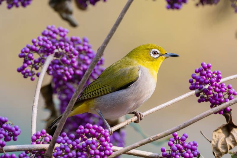 绣眼鸟栖息紫果间图片