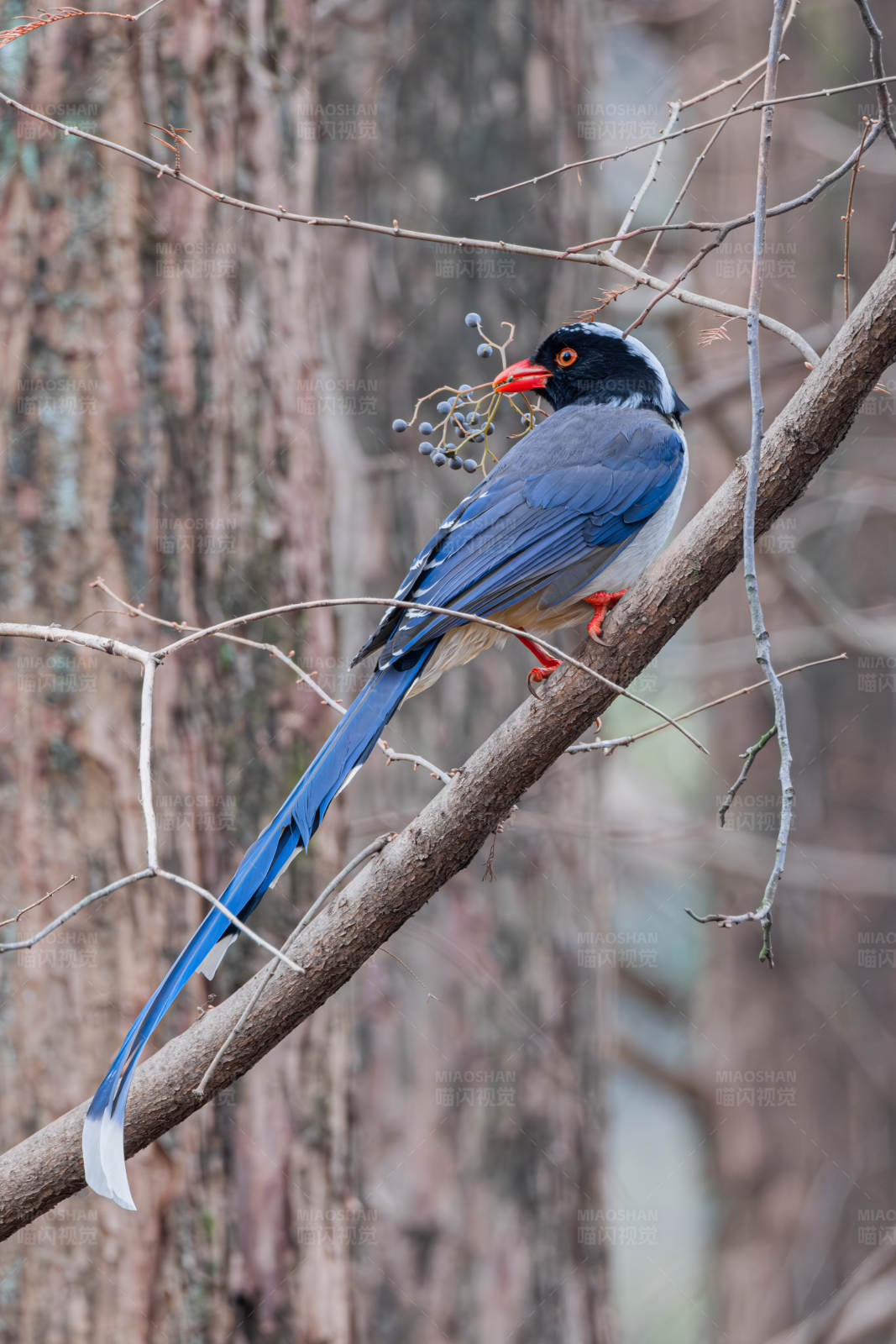 红嘴蓝鹊栖枝头 冬日觅食忙图片
