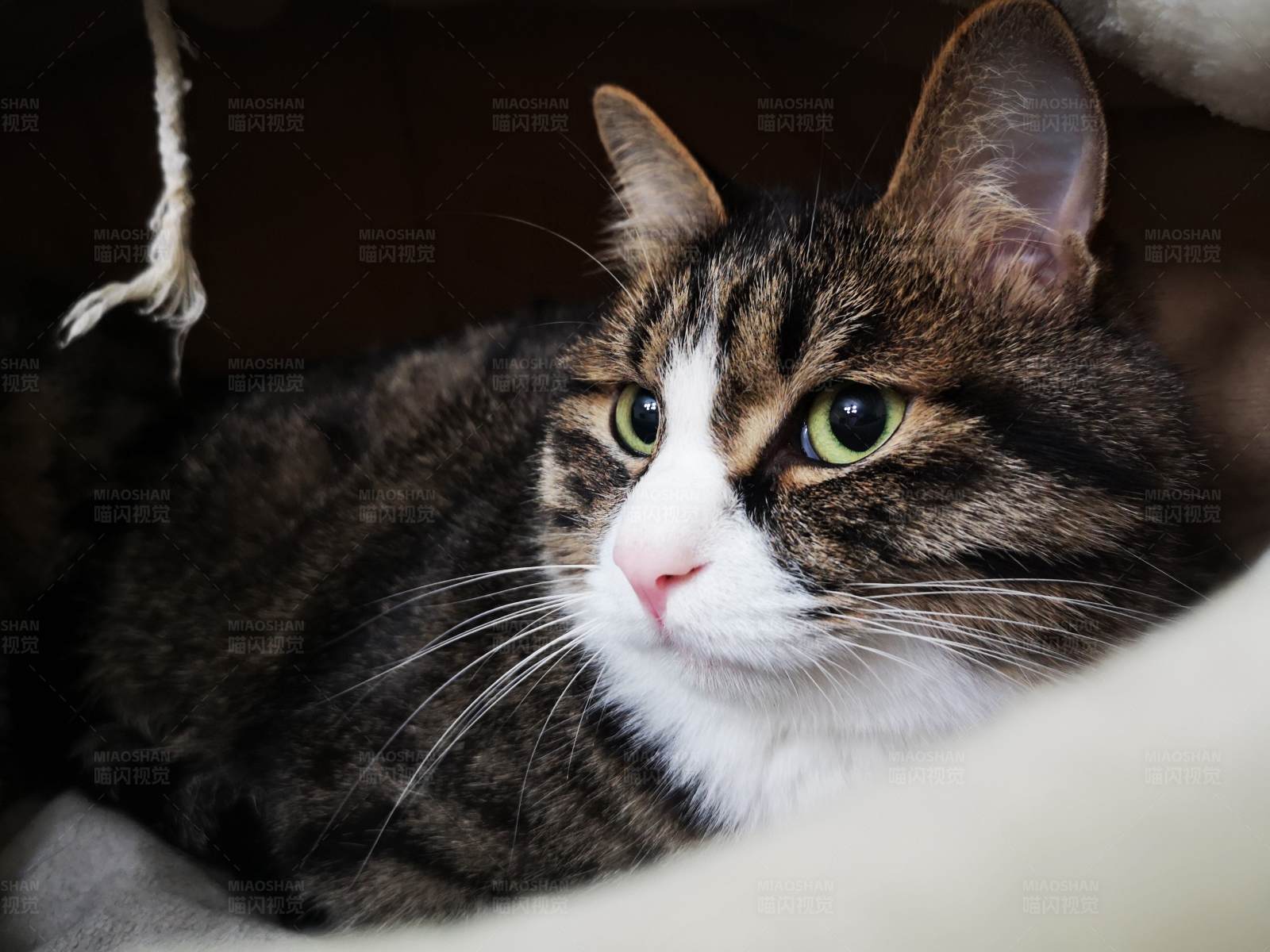 虎斑猫的凝视图片