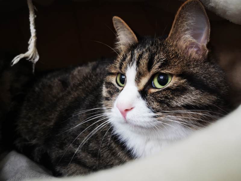 虎斑猫的凝视图片