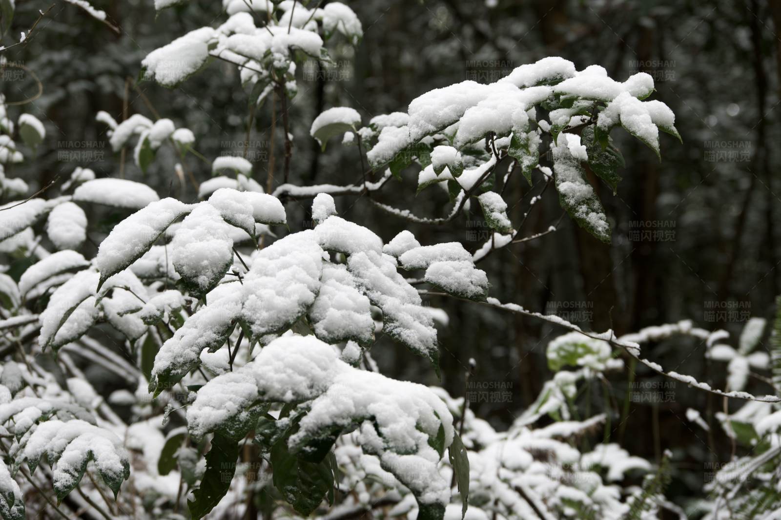 雪压枝头 冬日静谧图片