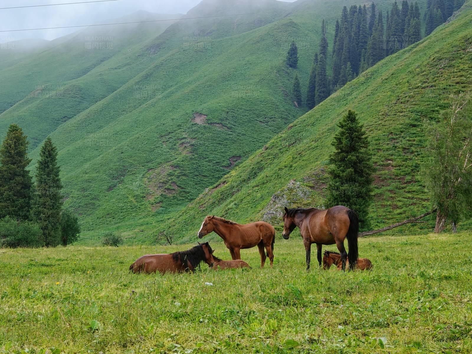 草原上的马群图片