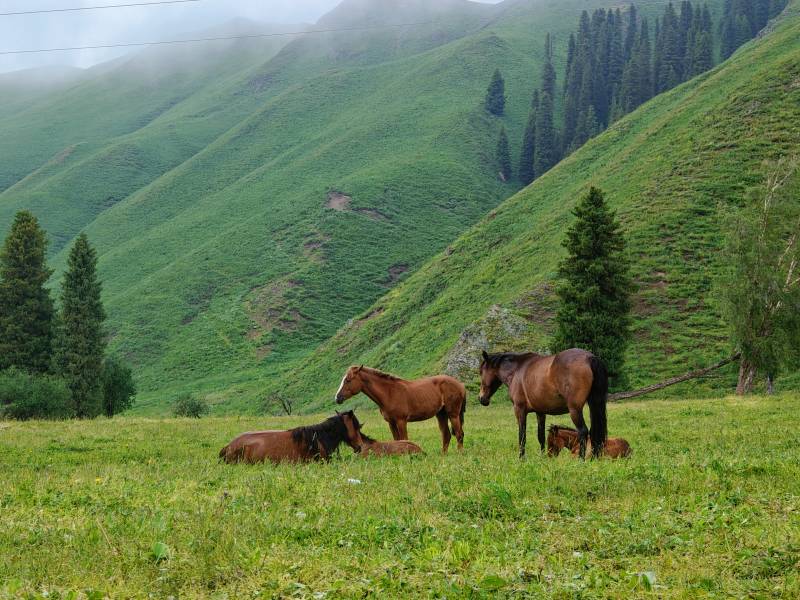 草原上的马群图片