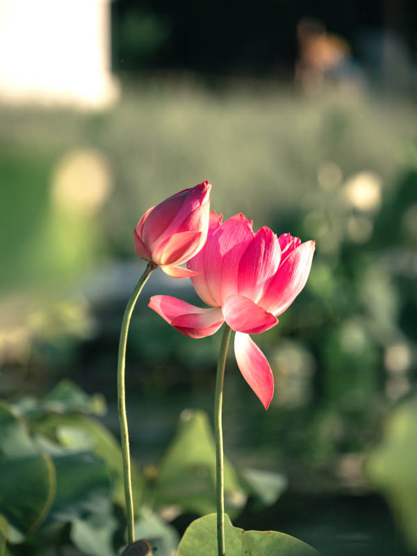 晨曦中的两朵莲花图片