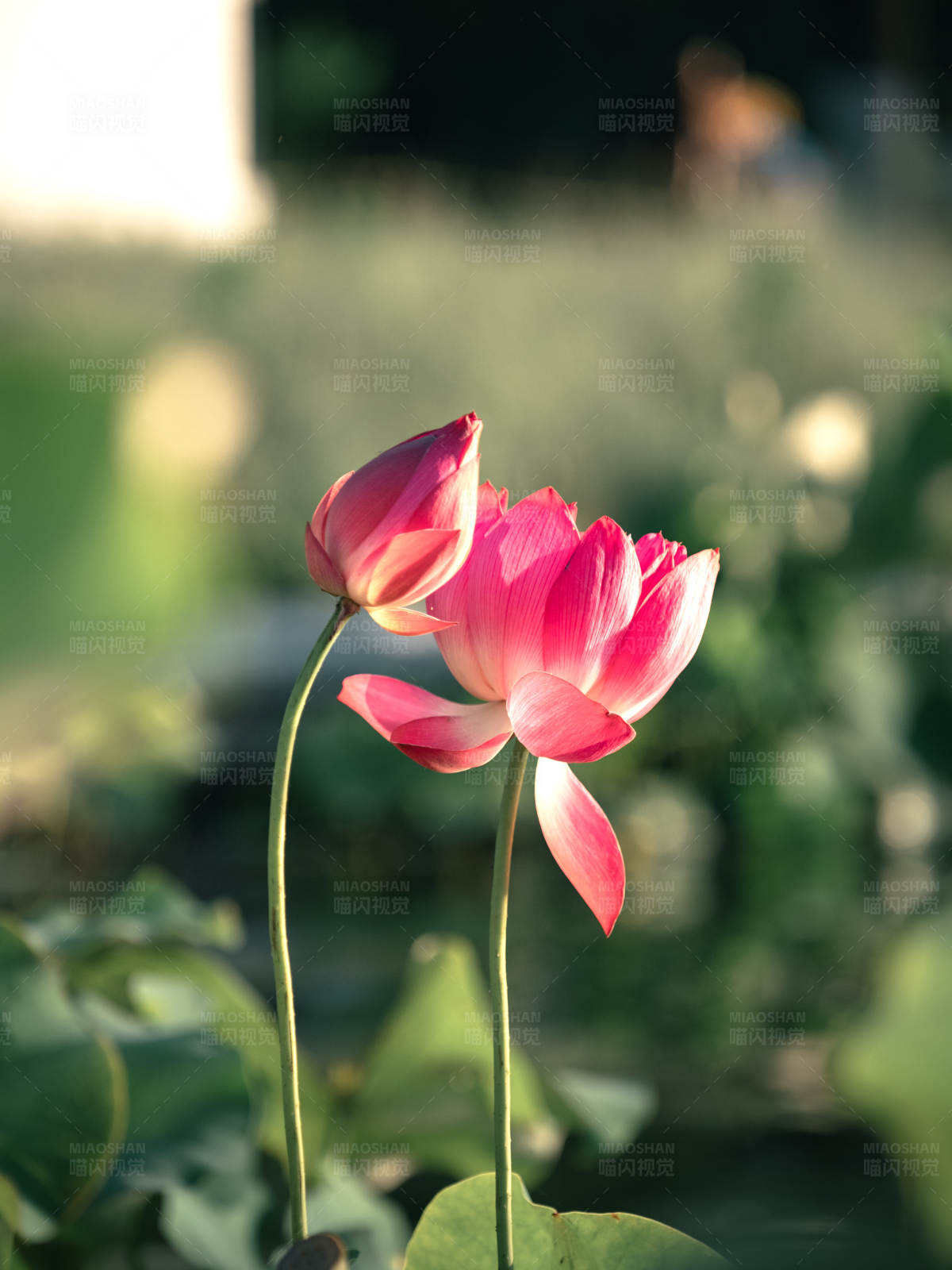 晨曦中的两朵莲花图片
