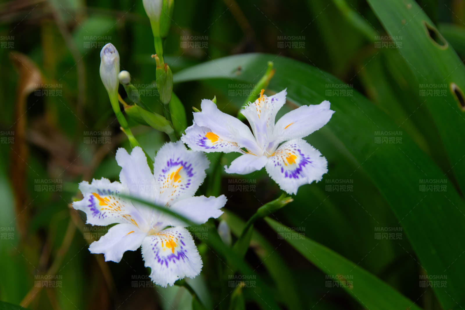 鸢尾花绽放 绿叶相伴图片