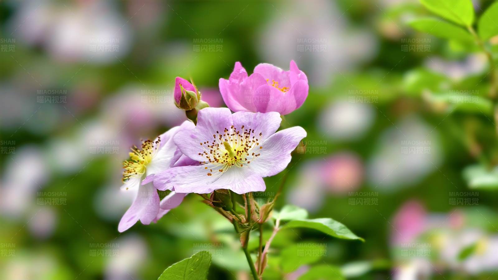 粉色花朵绽放图片