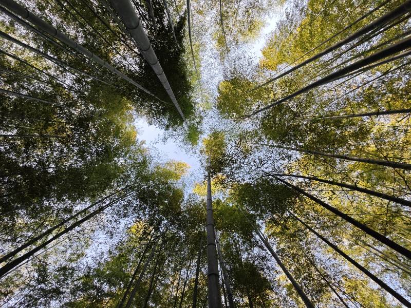 竹林仰视图图片