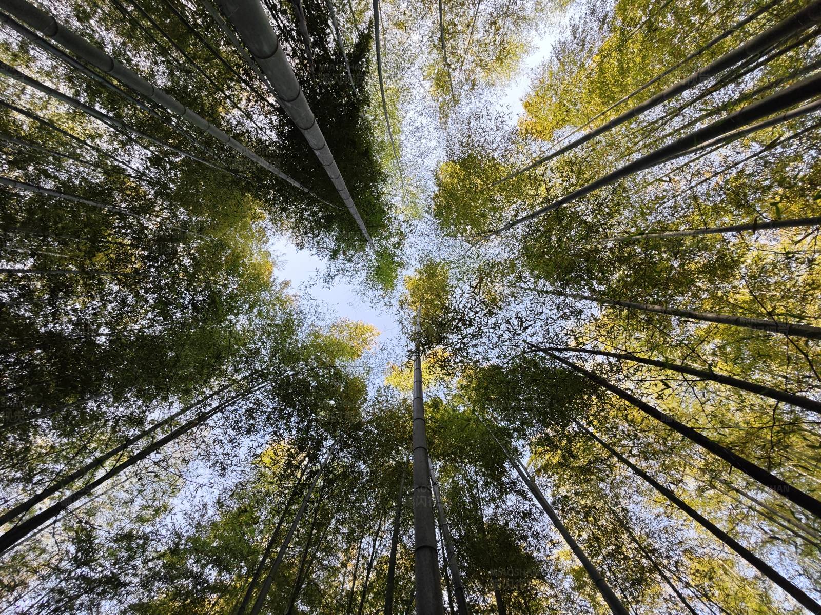 竹林仰视图图片