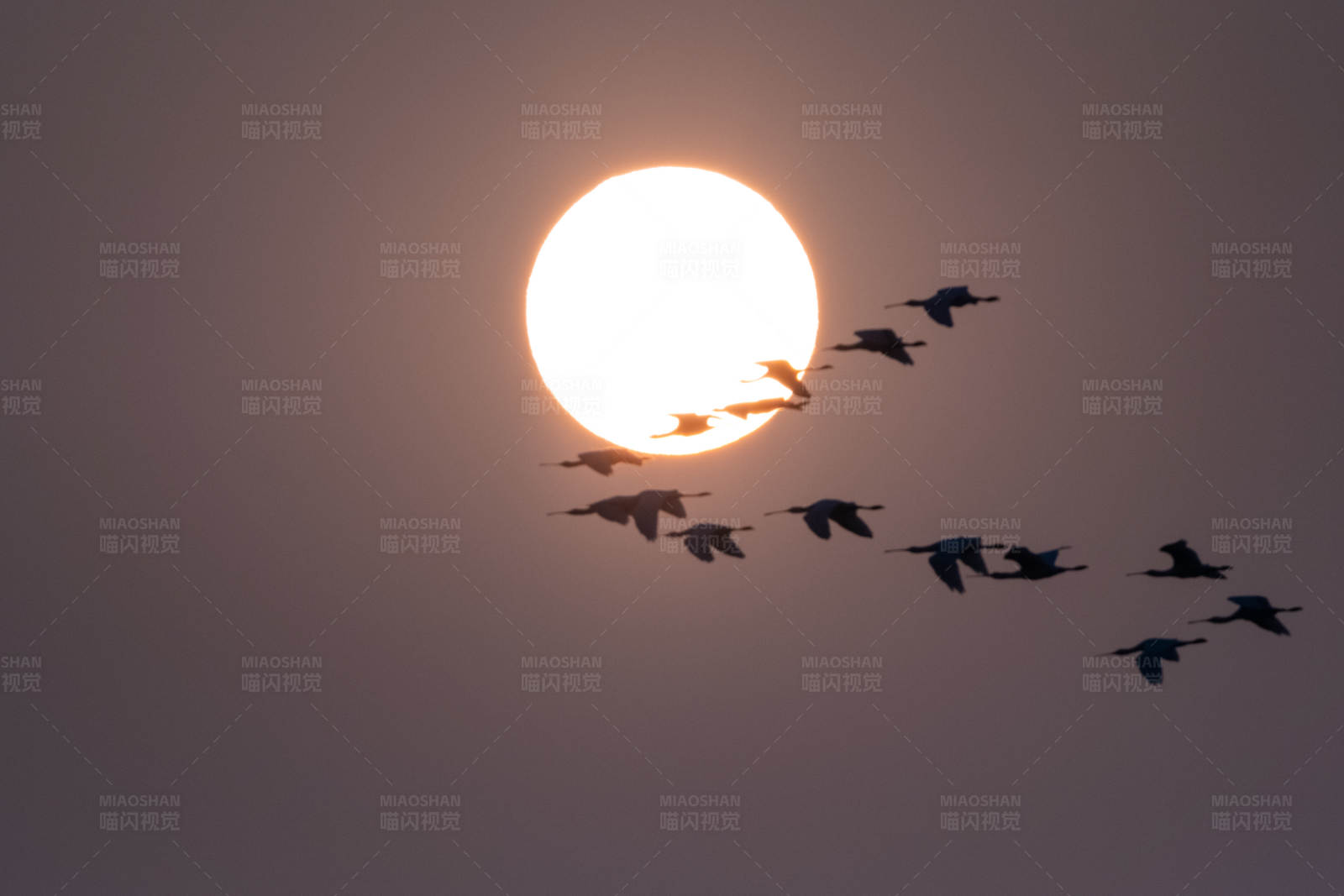 飞鸟伴日行图片