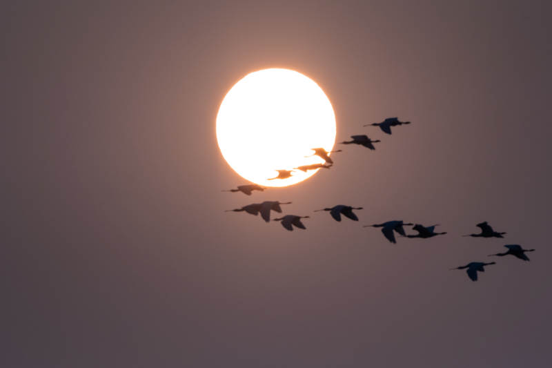飞鸟伴日行图片