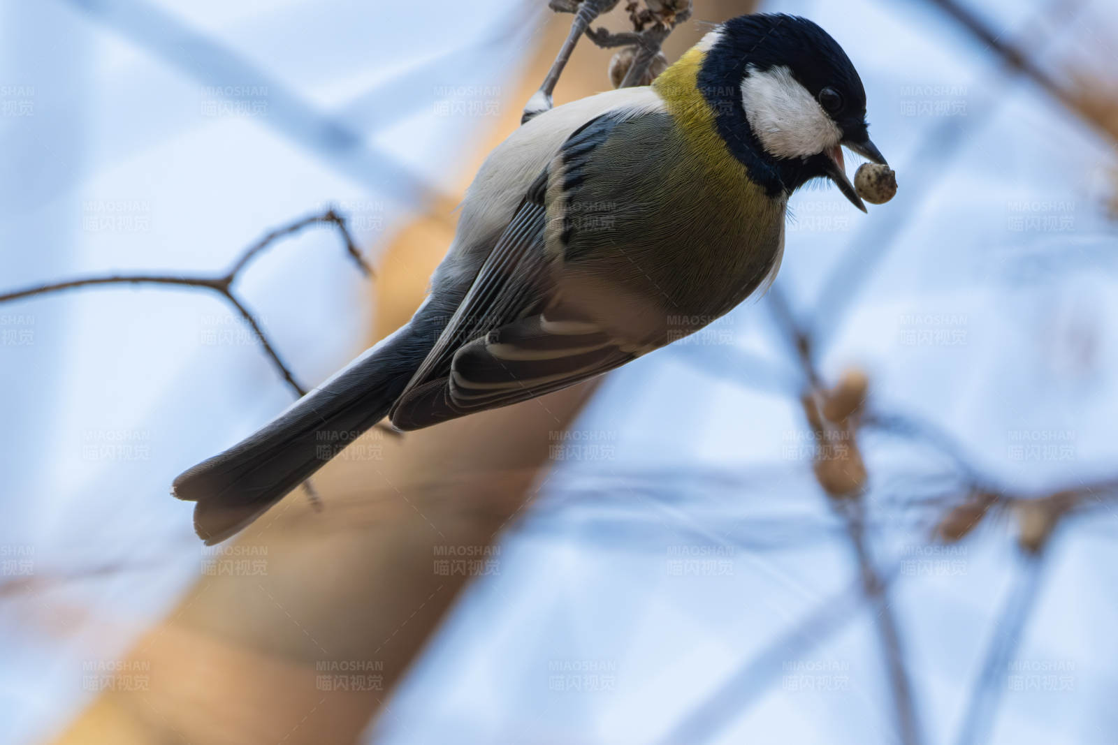大山雀衔食栖枝头图片