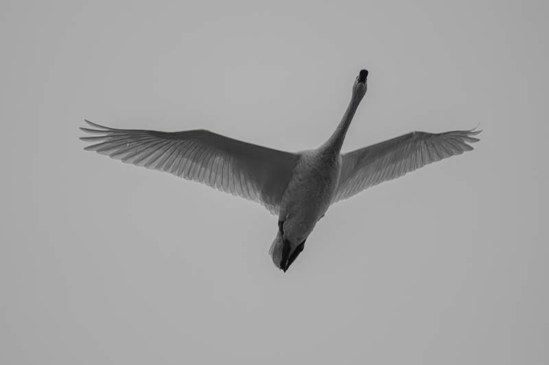 天鹅展翅高飞图片