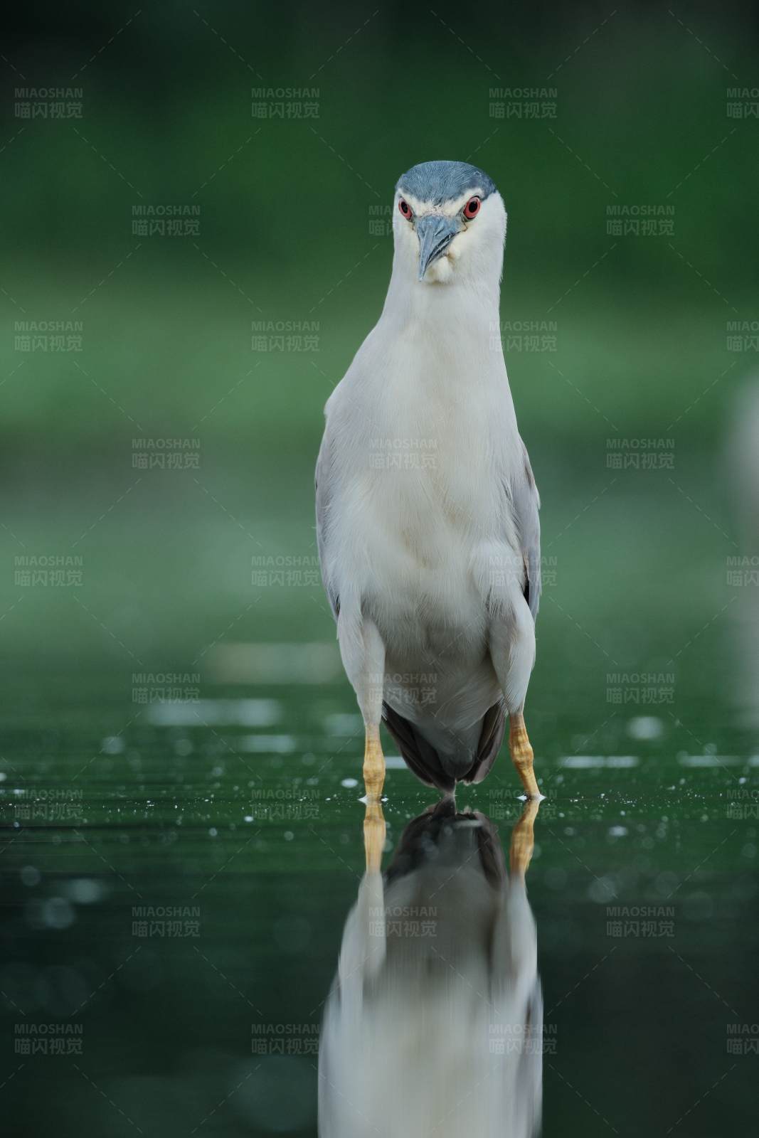 夜鹭图片
