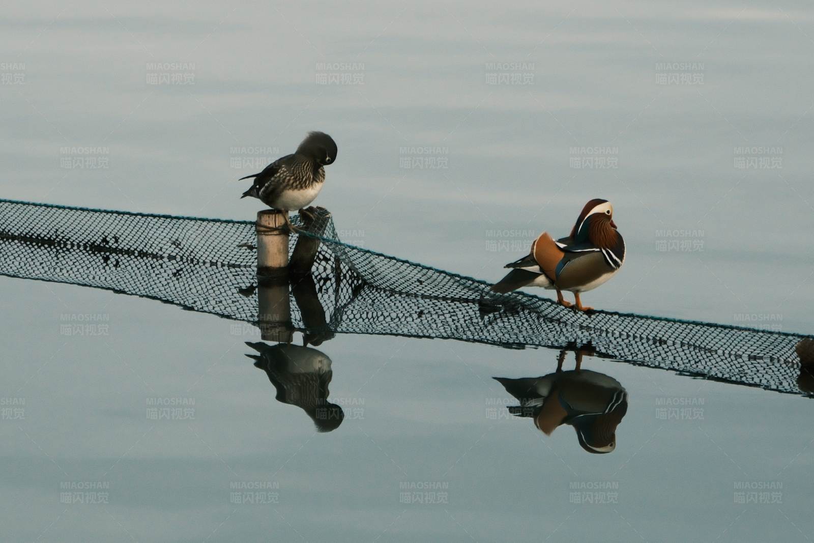 网上的两只鸳鸯图片