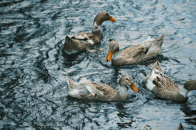 鸭子水中游图片