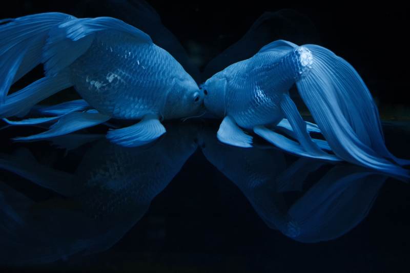 蝴蝶鲤梦幻之吻图片