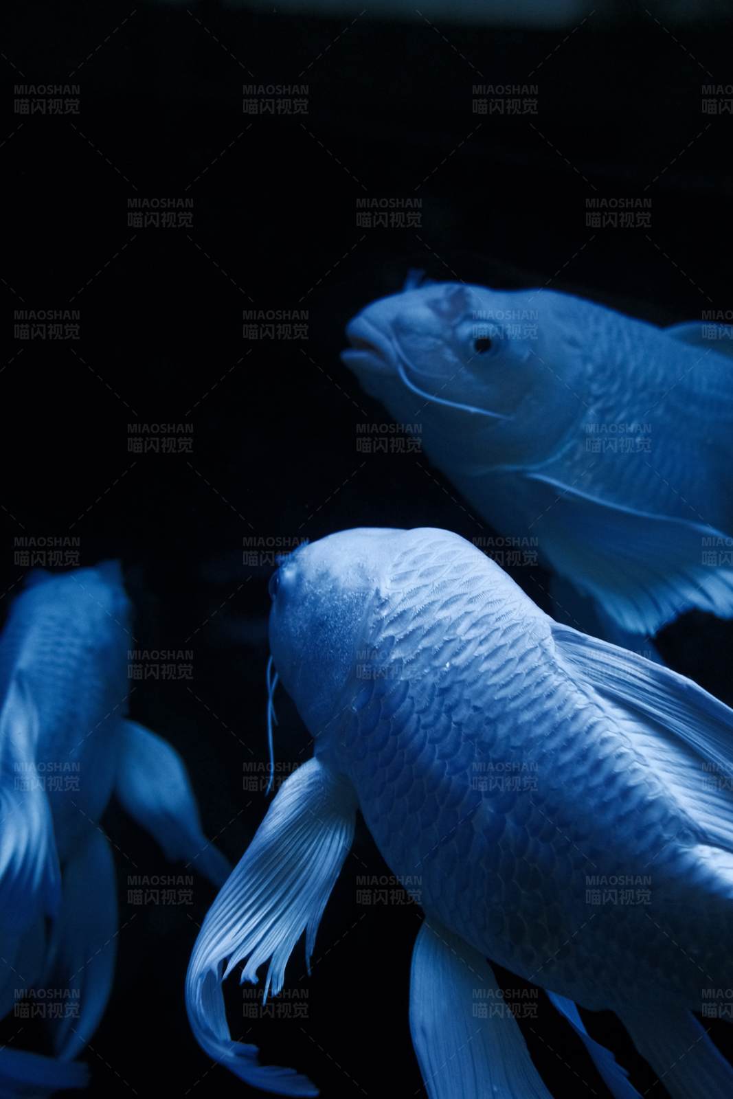 深海中的蝴蝶鲤图片