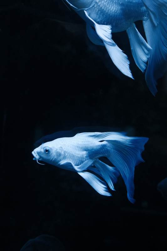 深海中的蝴蝶鲤图片