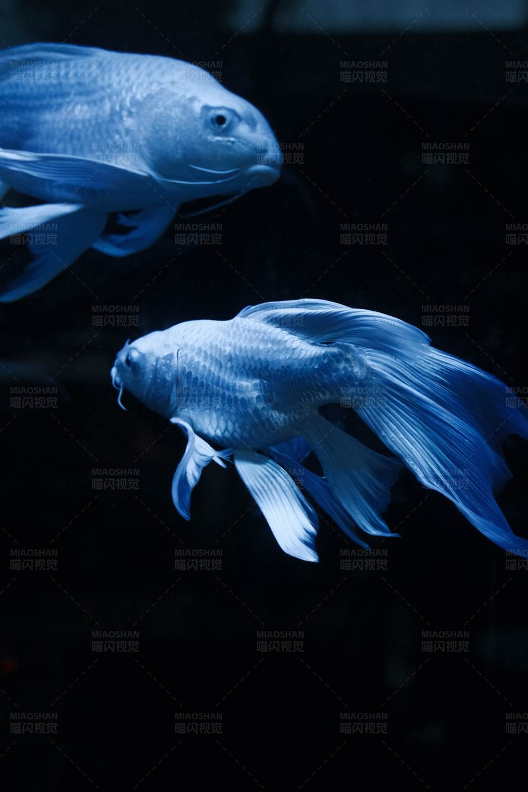 蓝色梦幻水族馆图片