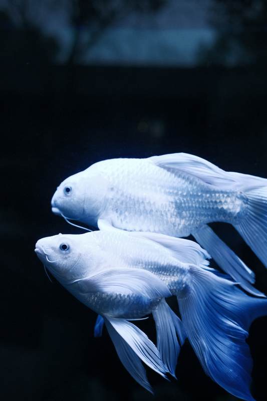 梦幻蝴蝶鲤图片